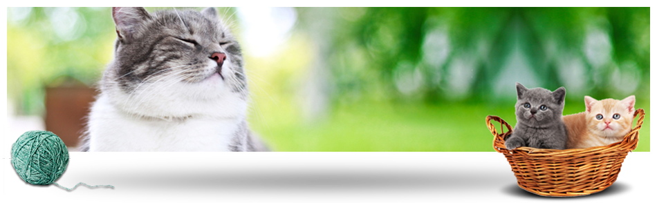 Cattery